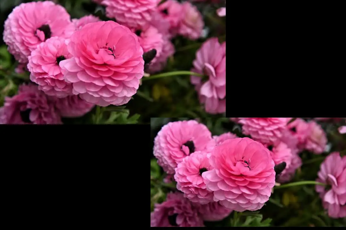 Ranunculus asiaticus