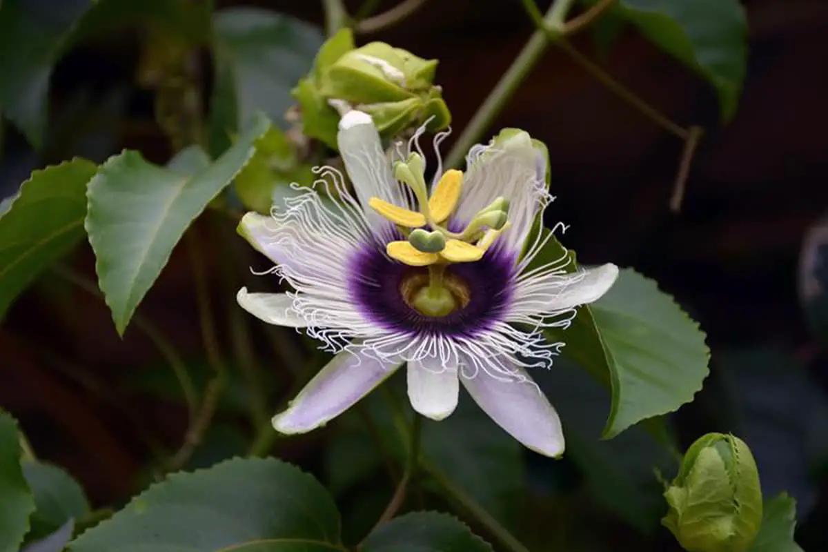 Passiflora caerulea