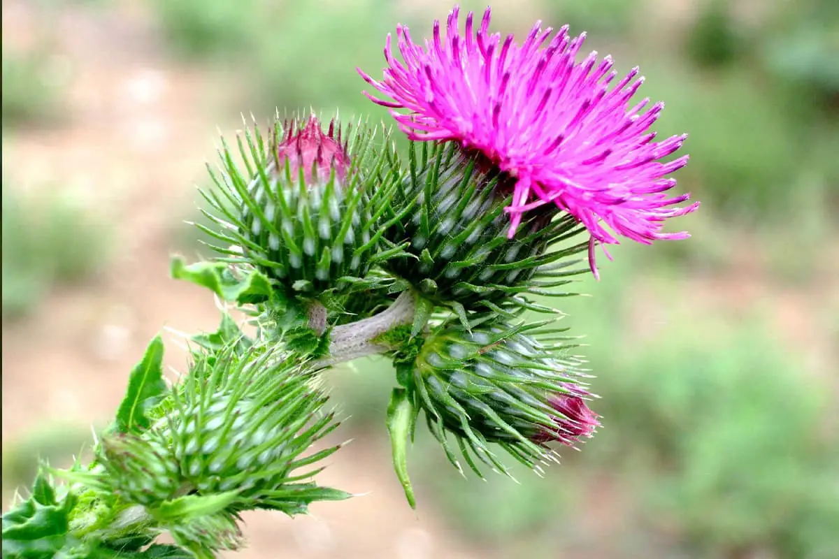 Cirsium arvense