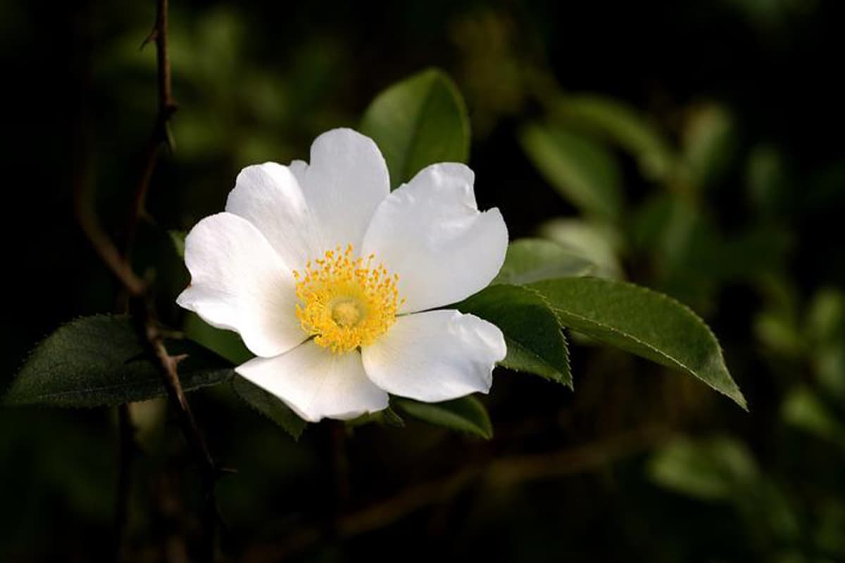 Rosa laevigata