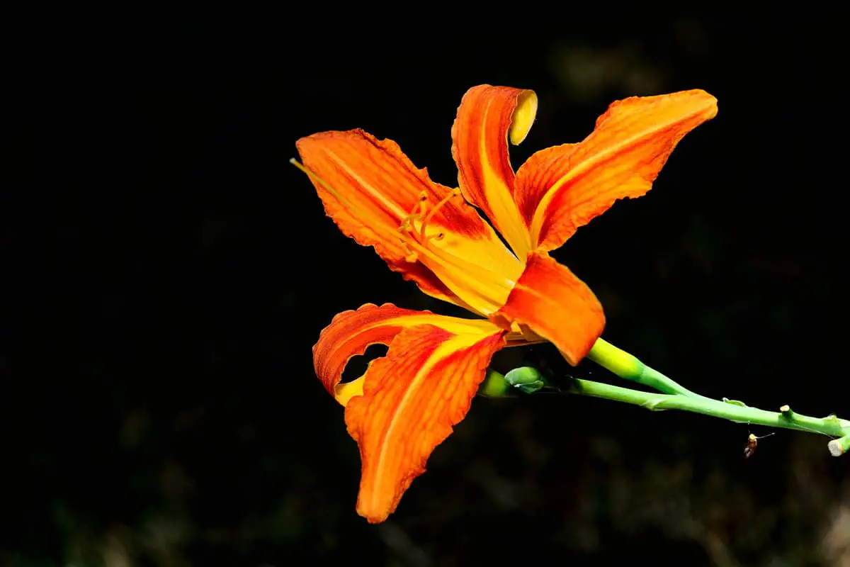 Hemerocallis fulva