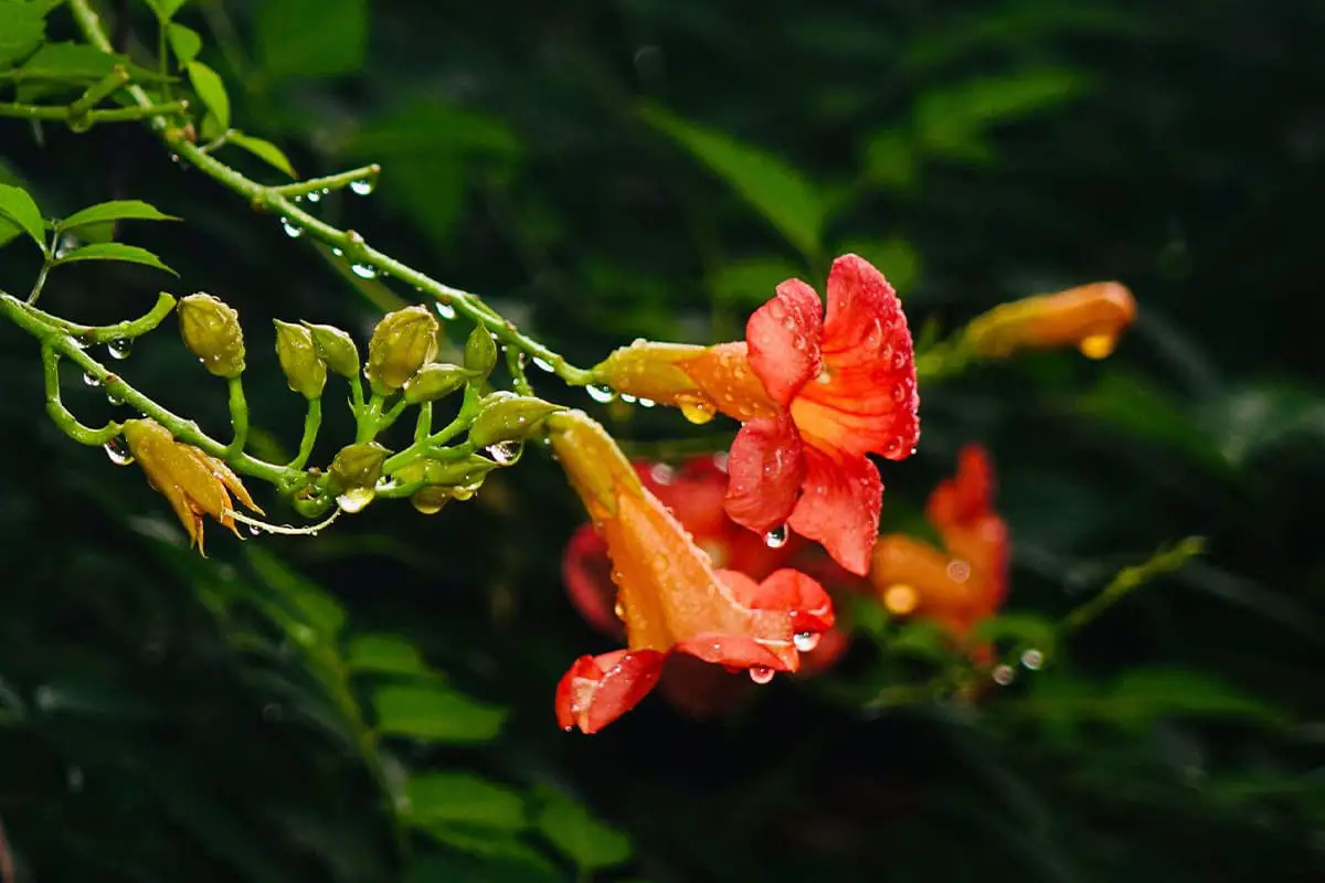 Campsis grandiflora