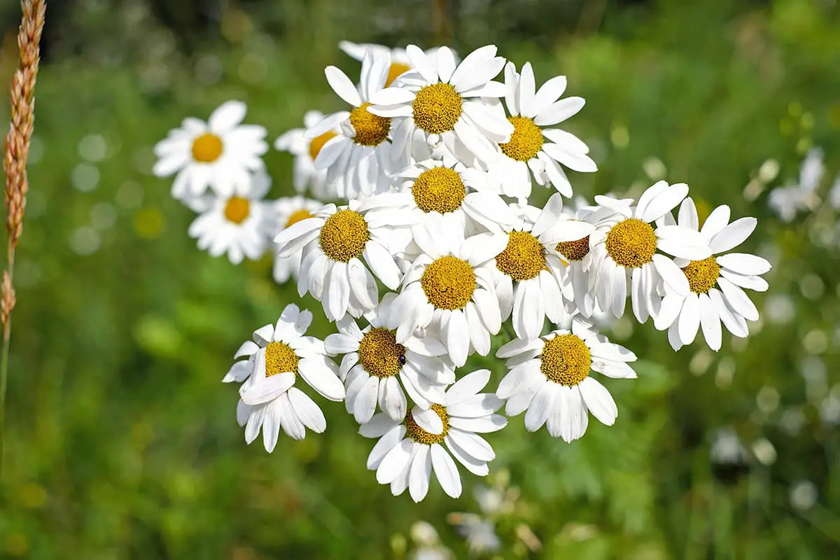 Matricaria Recutita