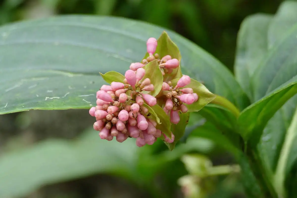 Medinilla Magnifica