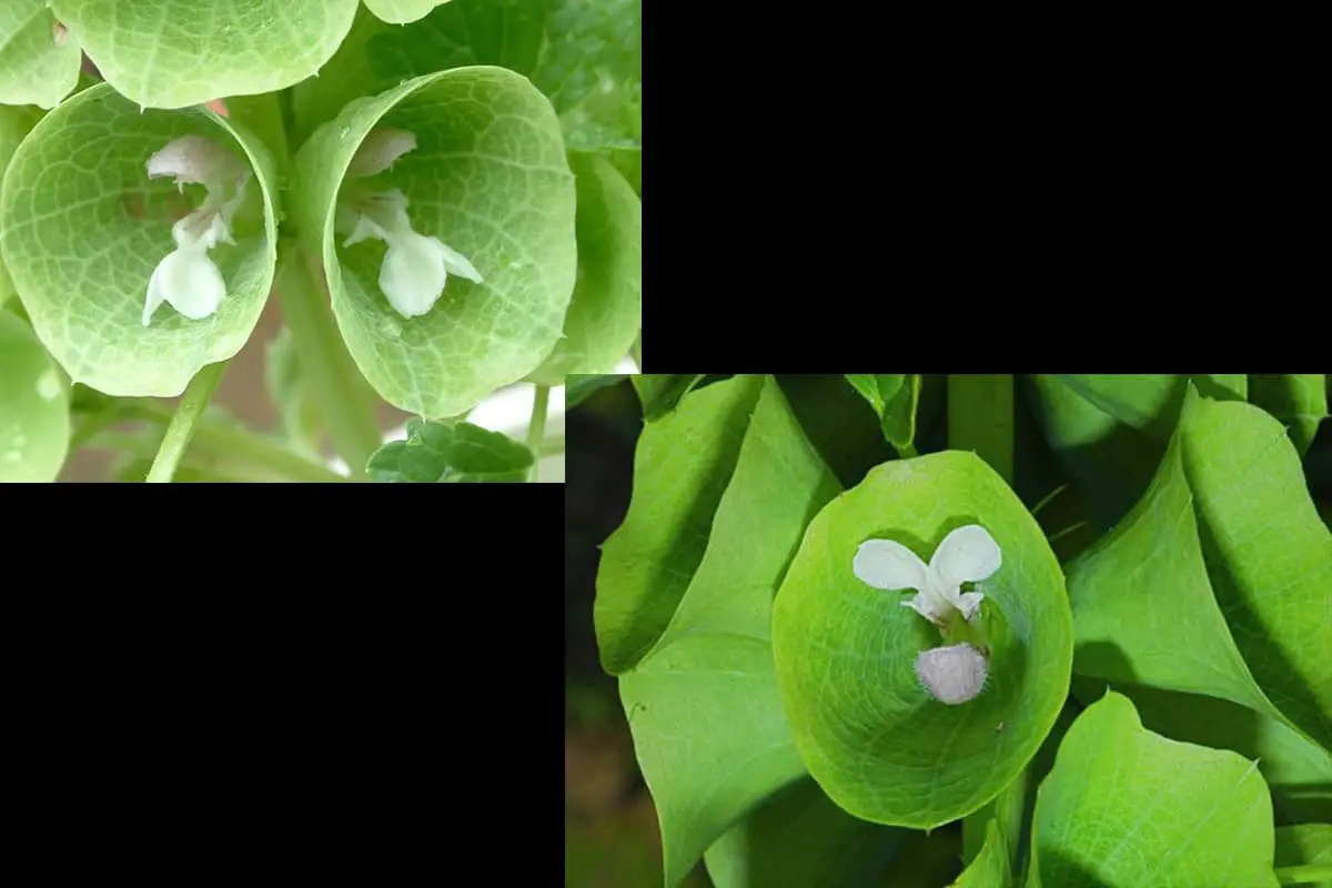 Moluccella Laevis