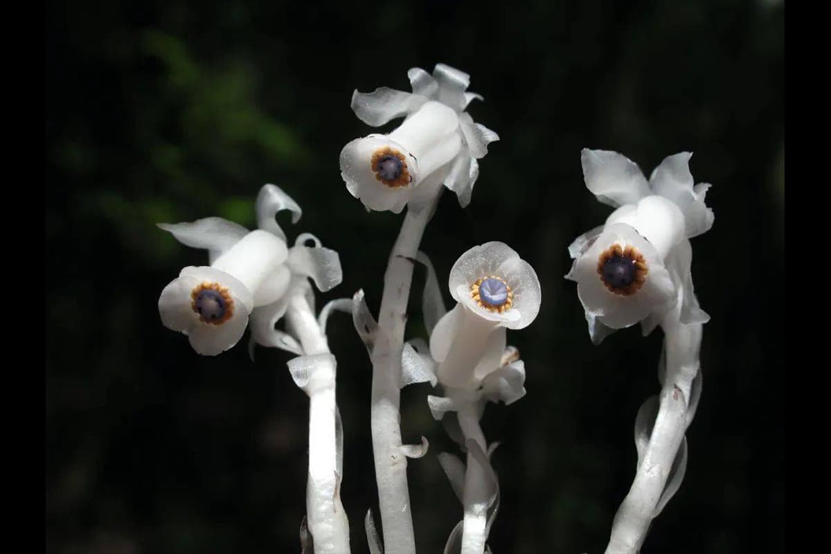 Monotropa Uniflora Linn