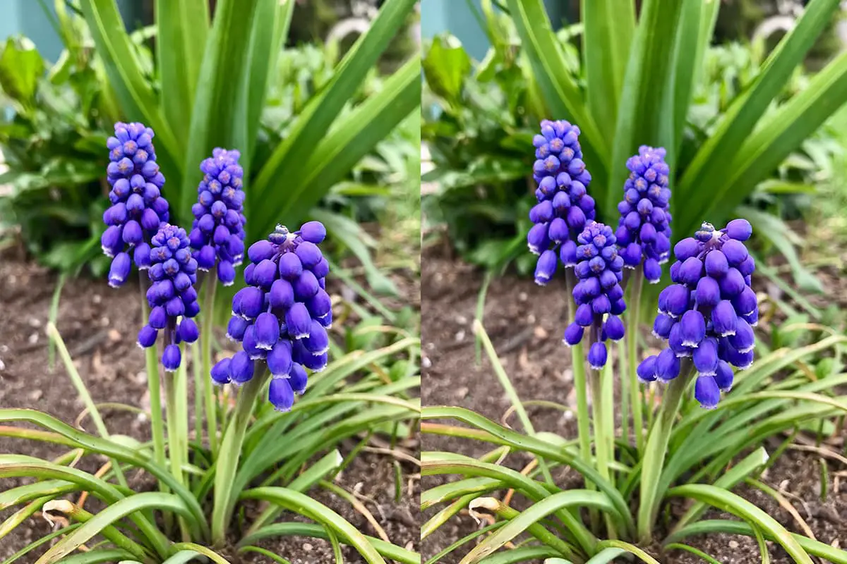 Muscari Botryoides