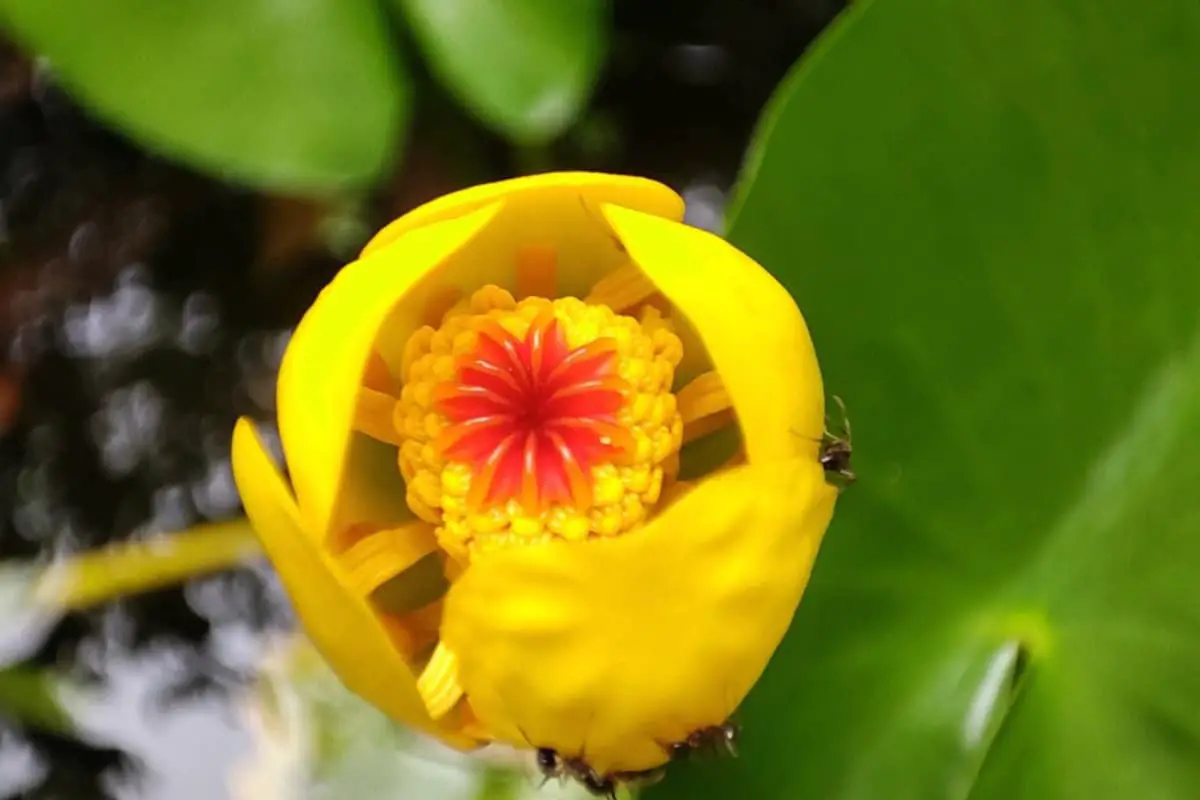 Nuphar Pumila