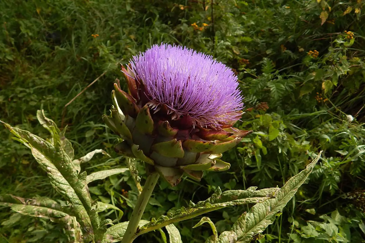 Cirsium japonicum