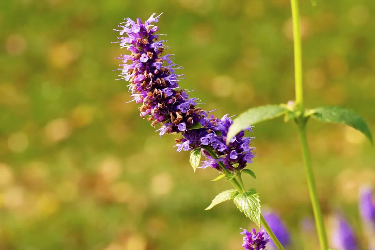 Agastache rugosa