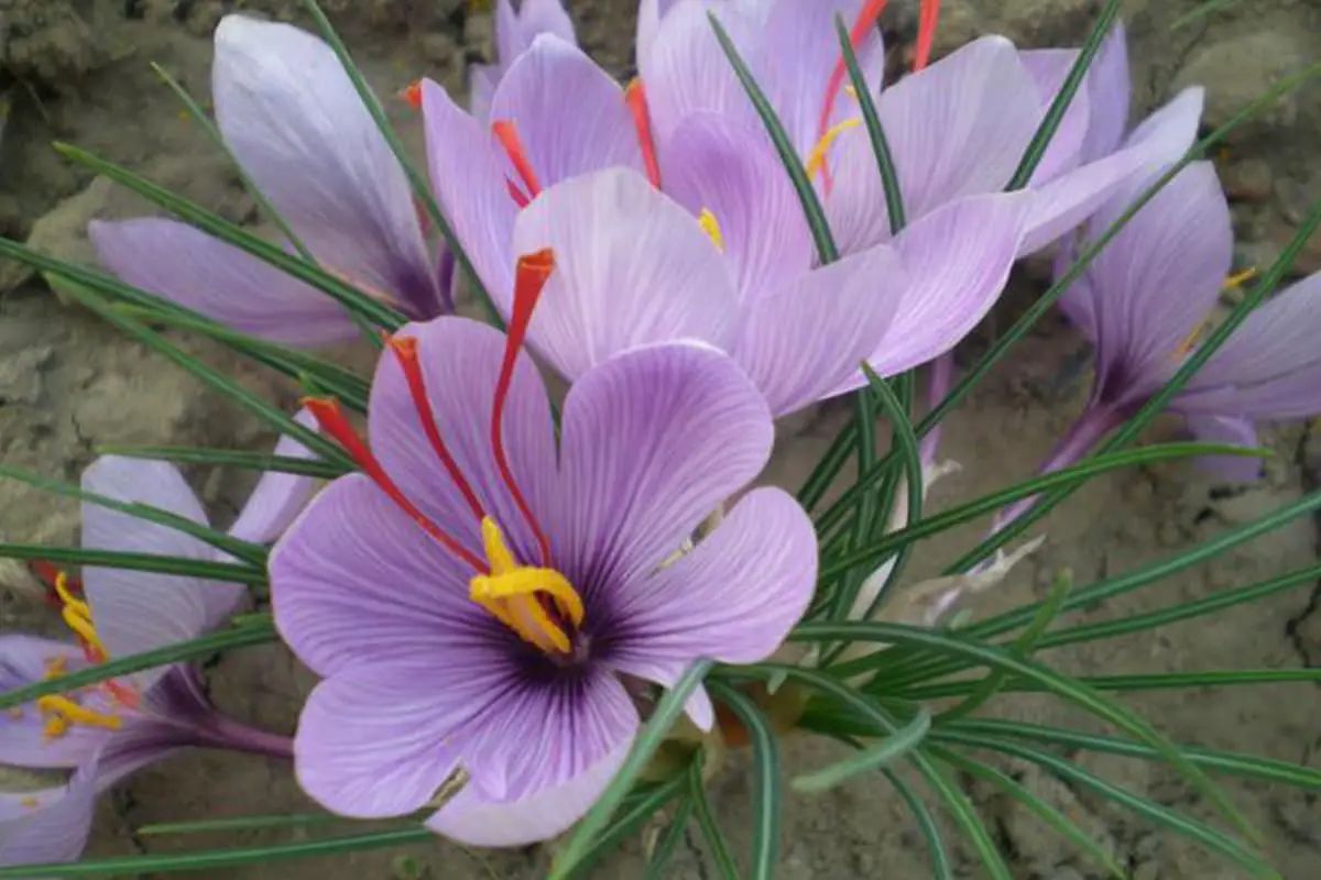 Crocus sativus