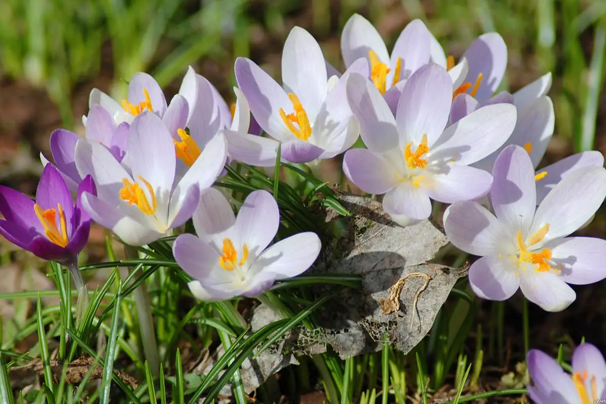 Crocus sativus