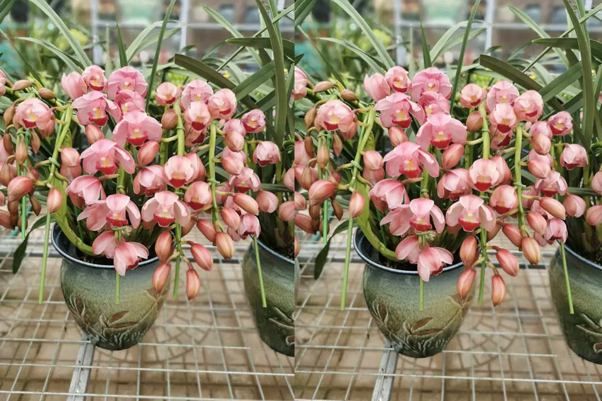 Cymbidium hybridum