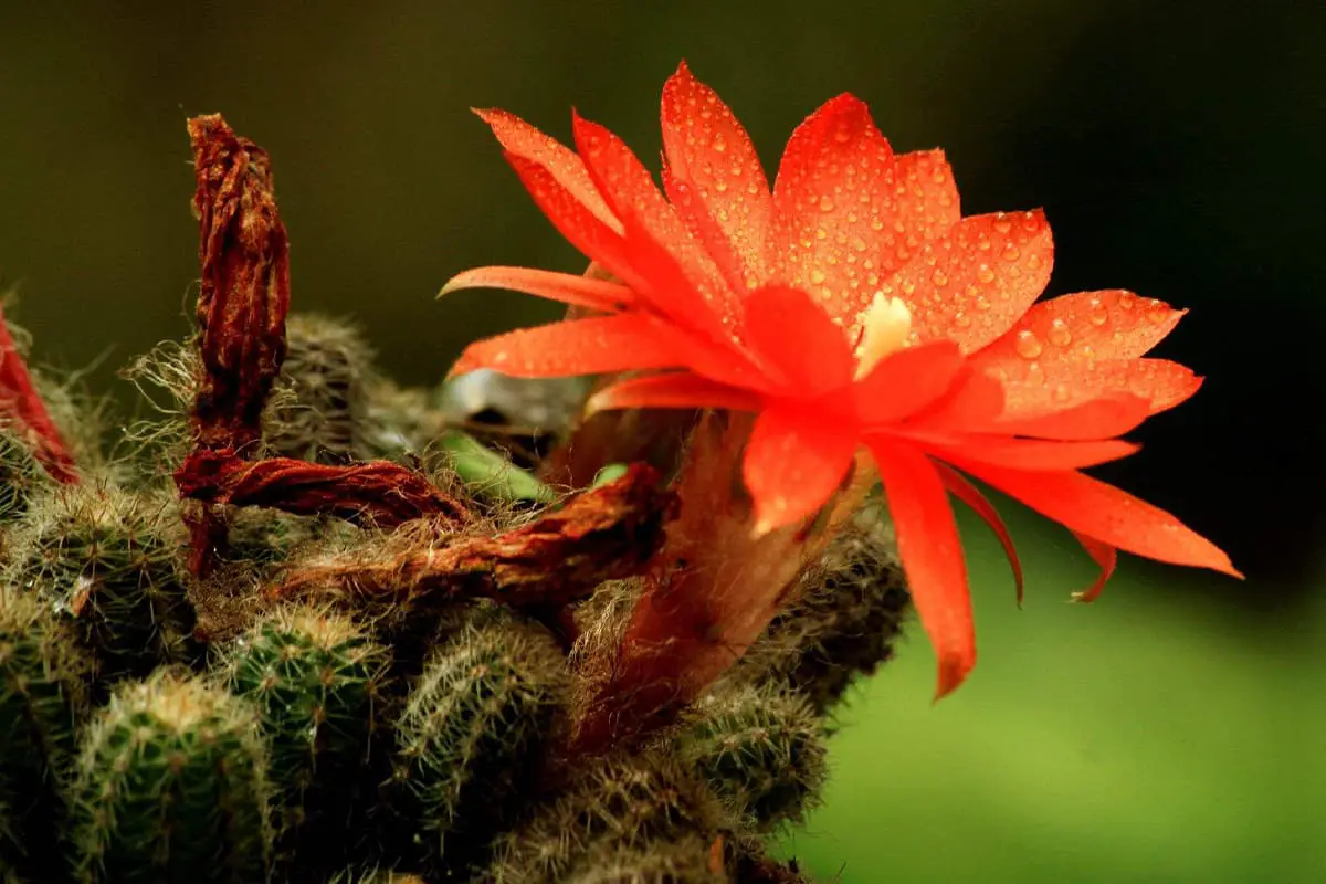Schlumbergera bruggenii