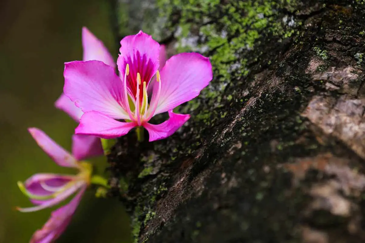 Bauhinia purpurea