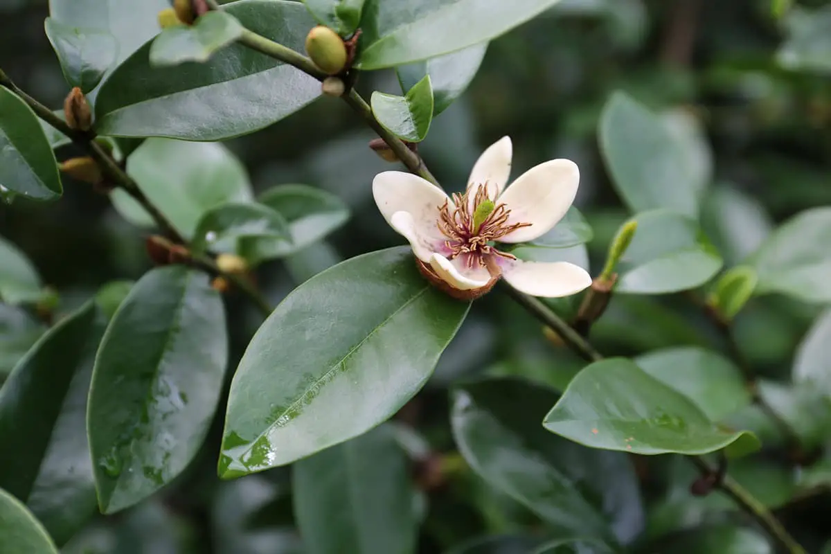 Michelia figo