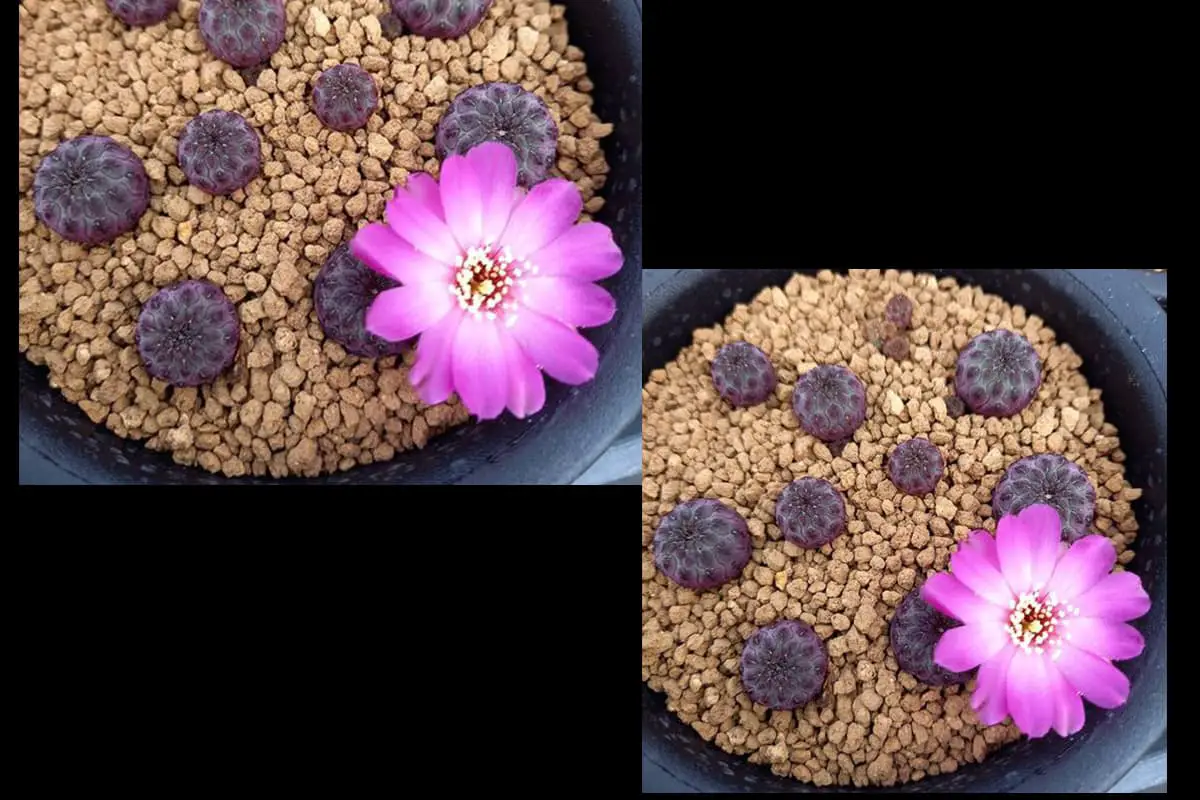 Theaceae