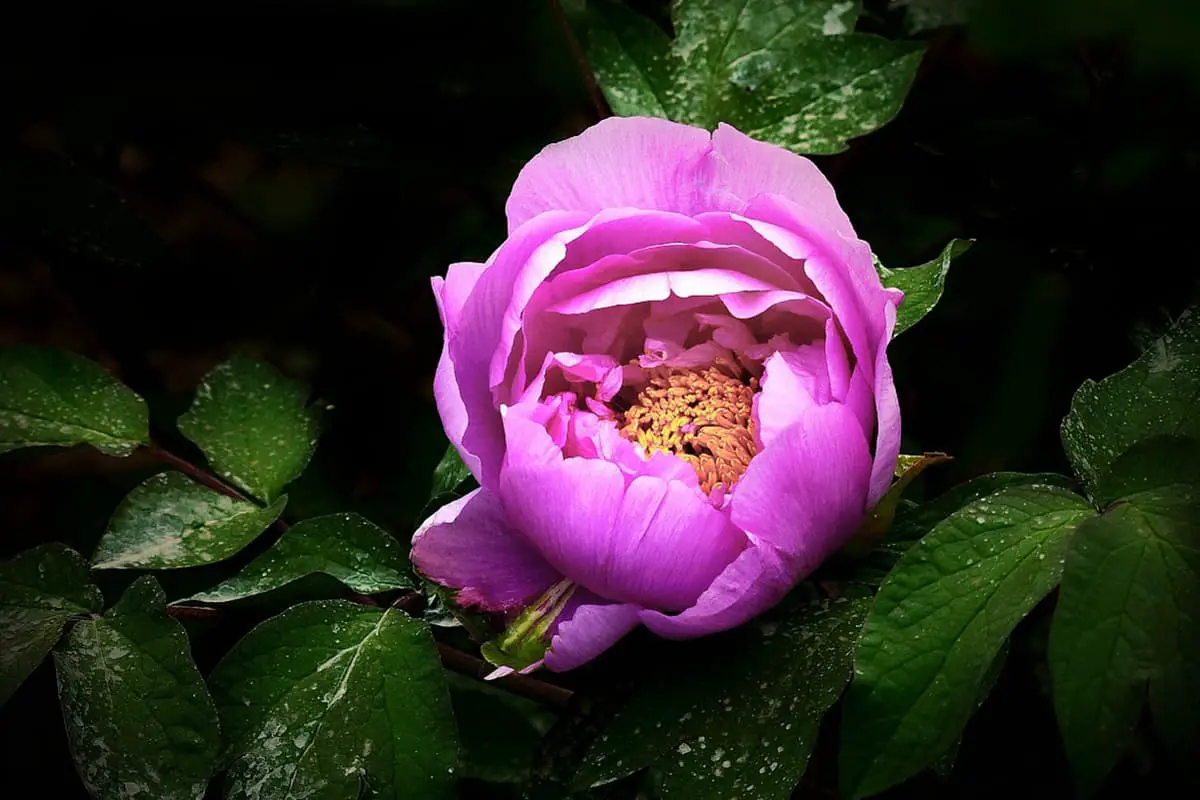 Nymphaea 'Peonia rosa'