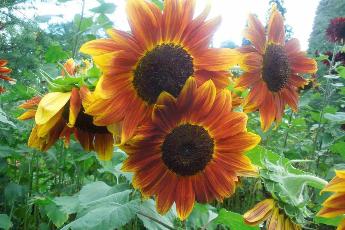 Multicolored Sunflower