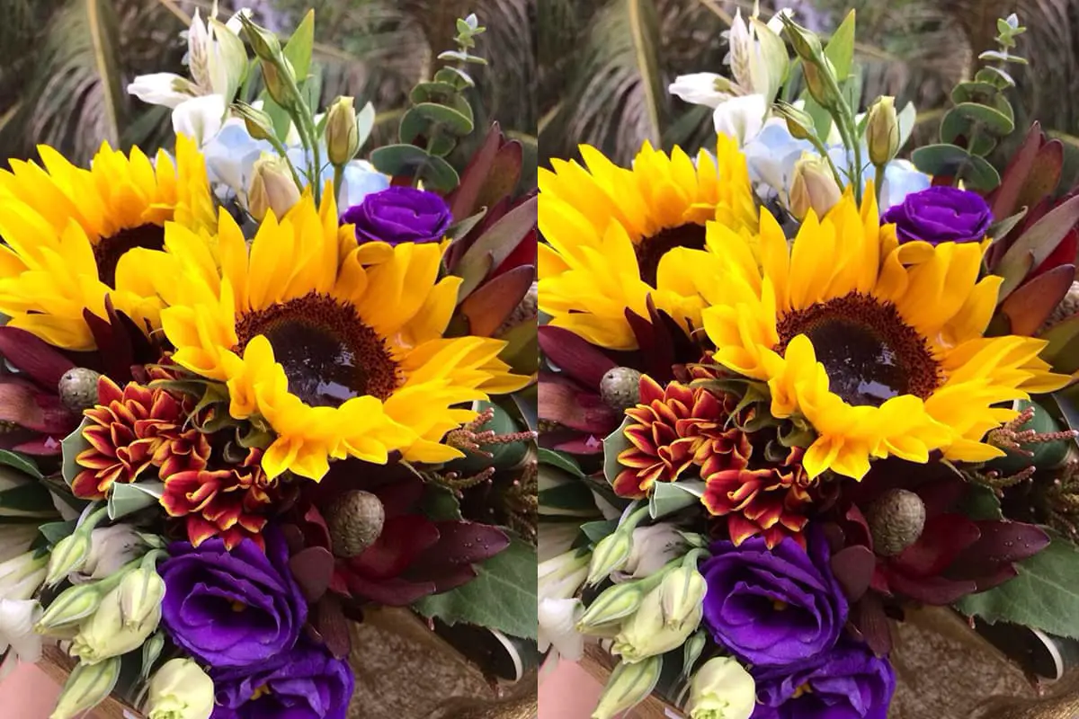 Helianthusannuus