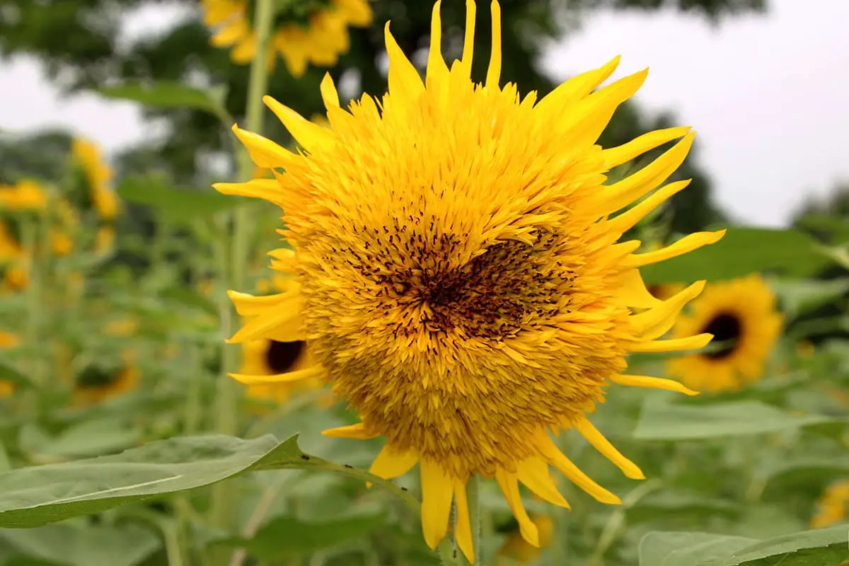 Helianthus annuus