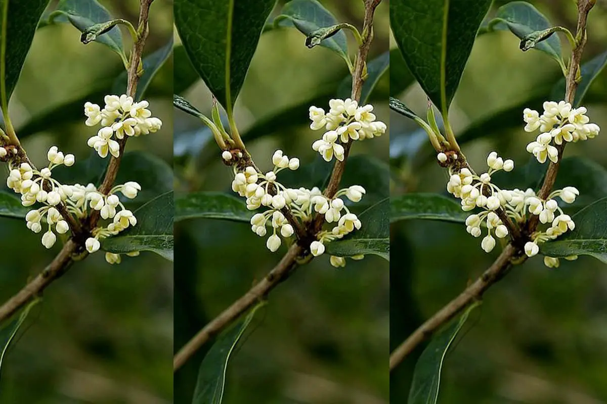 Osmanthus fragrans 'Yu ling long’