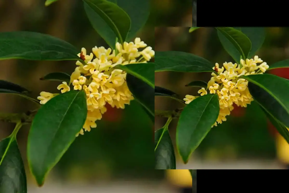 Osmanthus fragrans cv.'rixianggui’