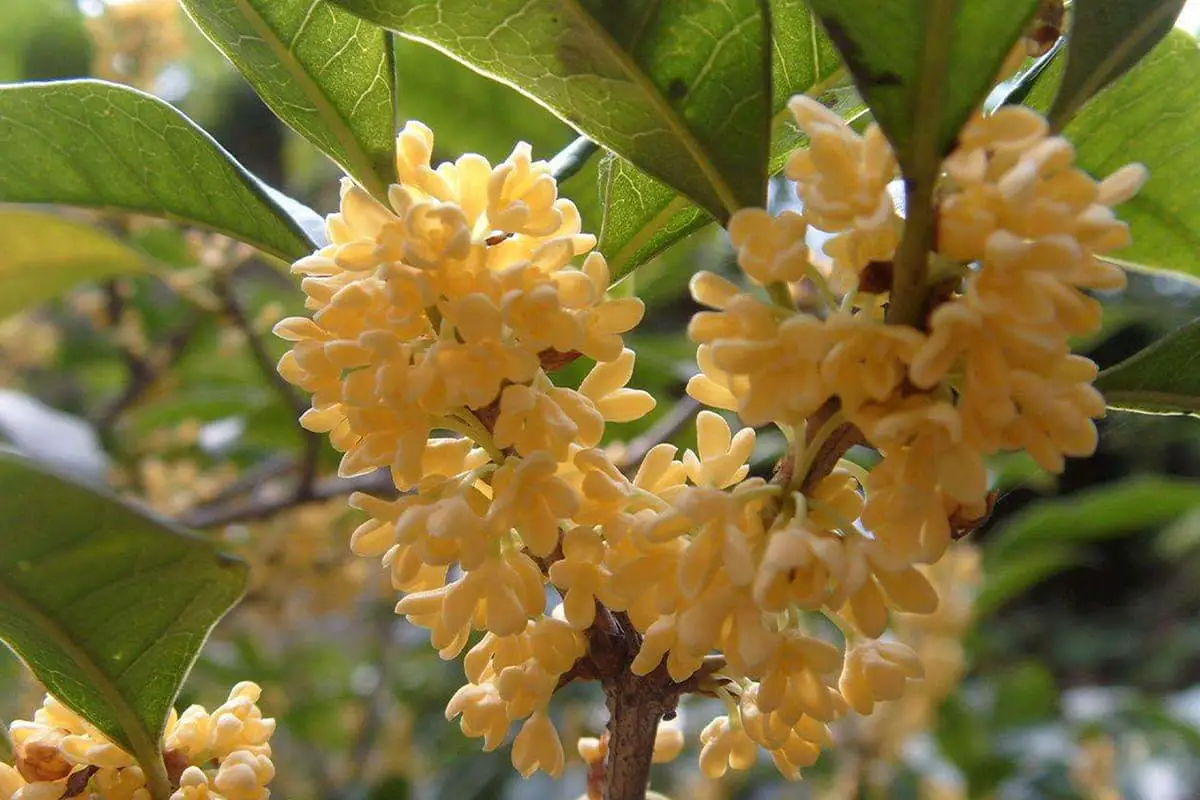 Osmanthus fragrans "Jin Qiu Gui" (Osmanthus fragrans 'Jin Qiu Gui')