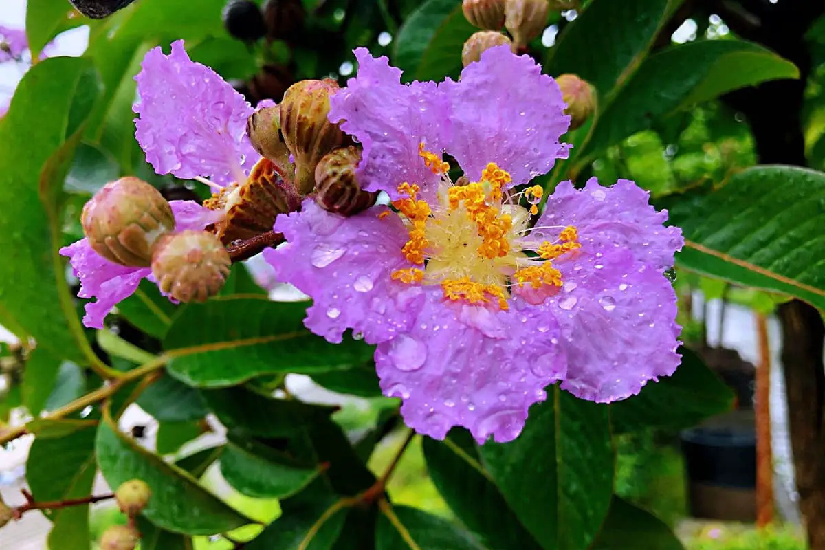 Lagerstroemia Speciosa 