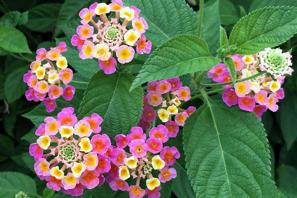 Lantana Camara