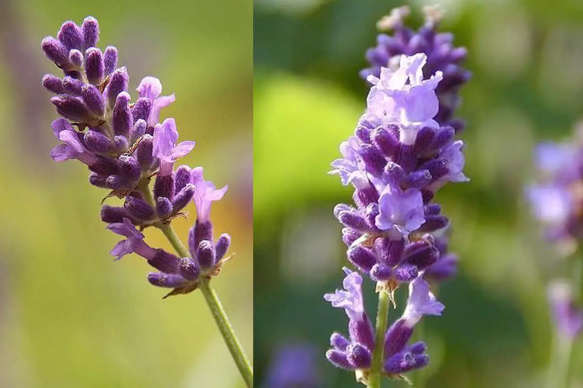 Lavandula Angustifolia 