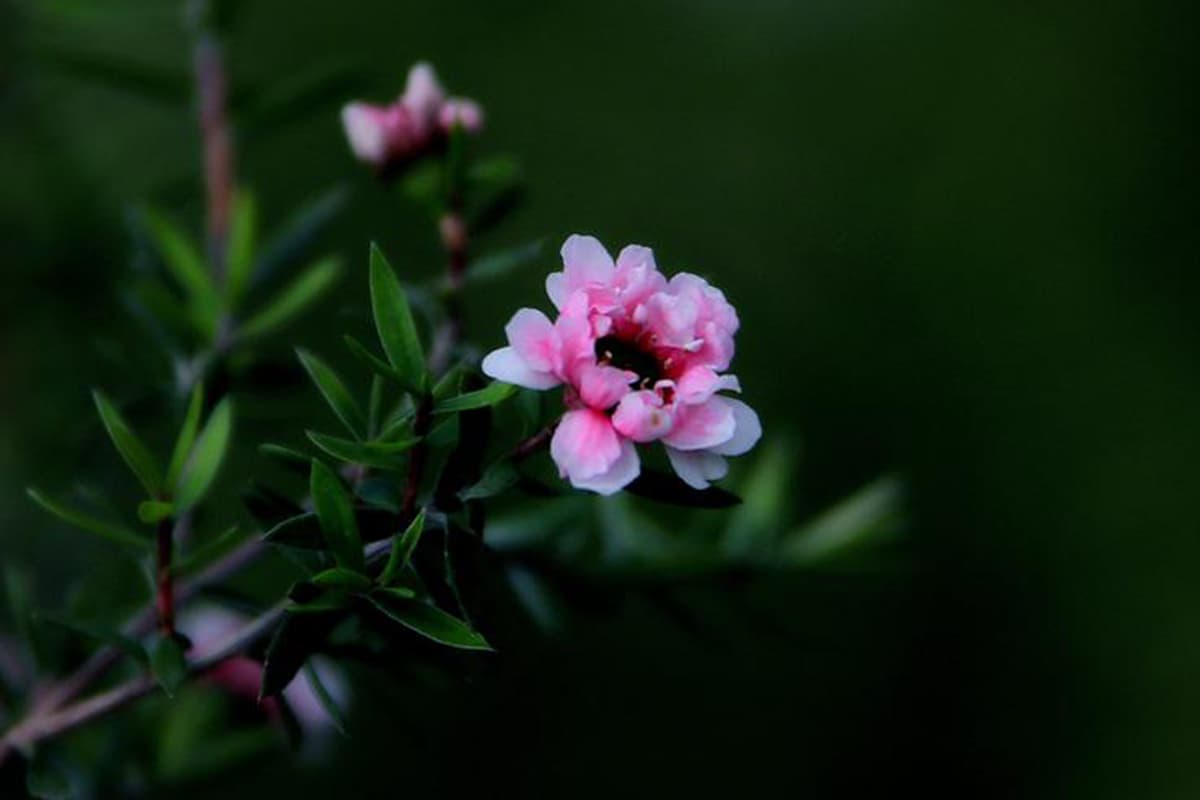 Leptospermum Scoparium