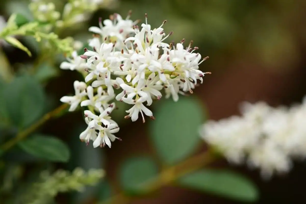 Ligustrum Sinense