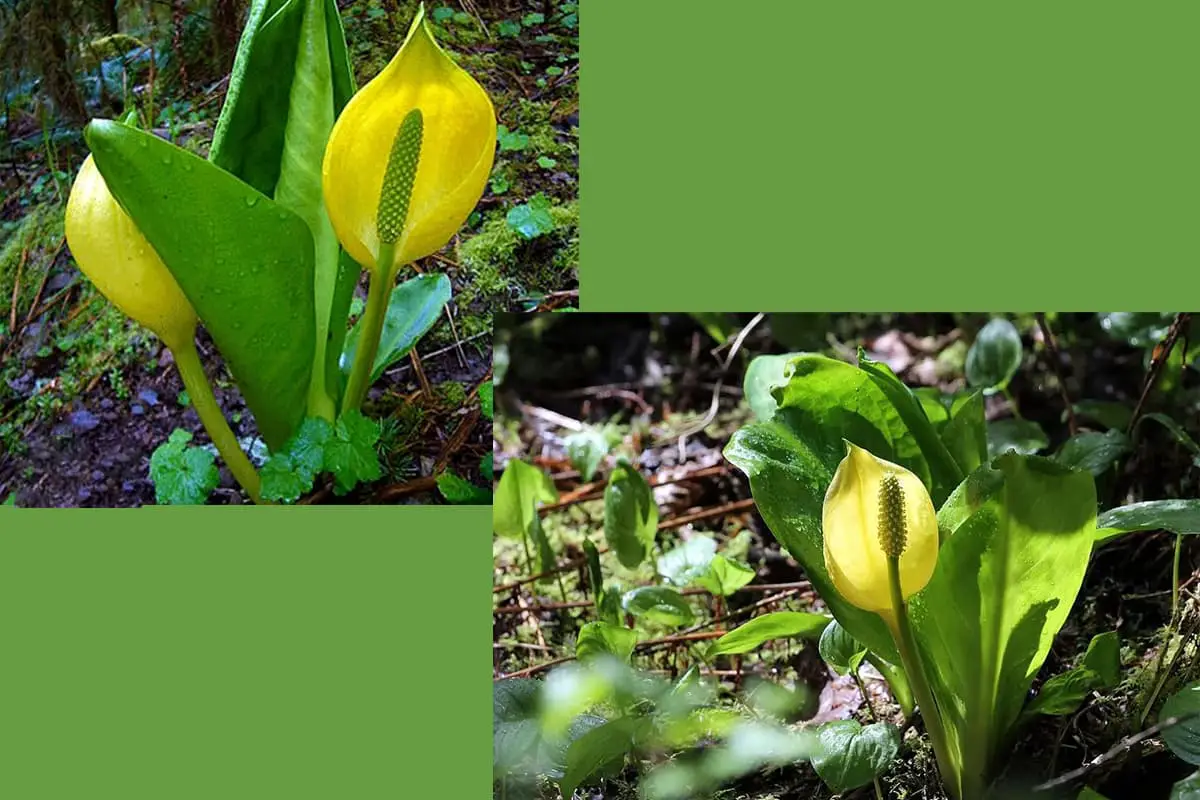 Lysichiton Americanushultén