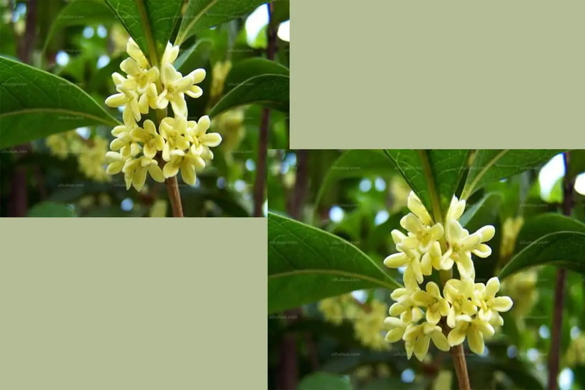 Osmanthus fragrans 'Jiulonggui'
