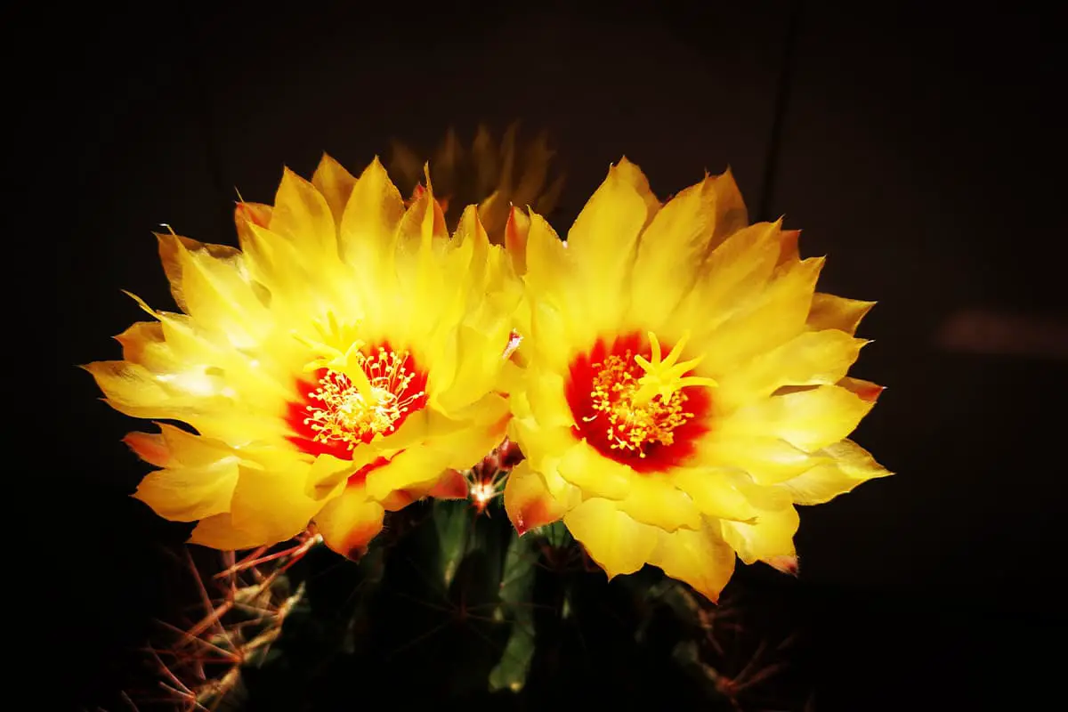 Echinopsis Tubiflora