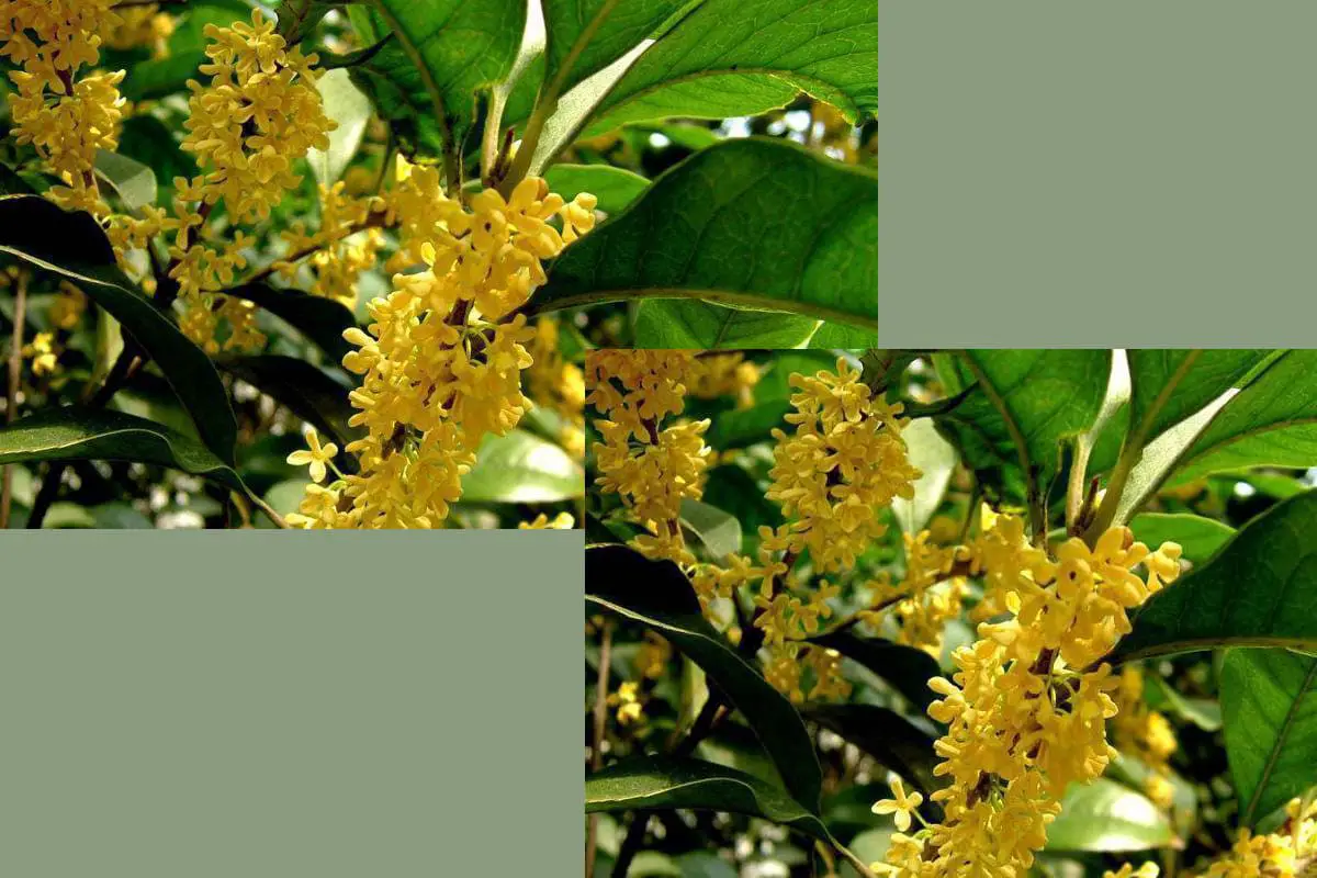 Osmanthus Fragrans "Qiu Gui