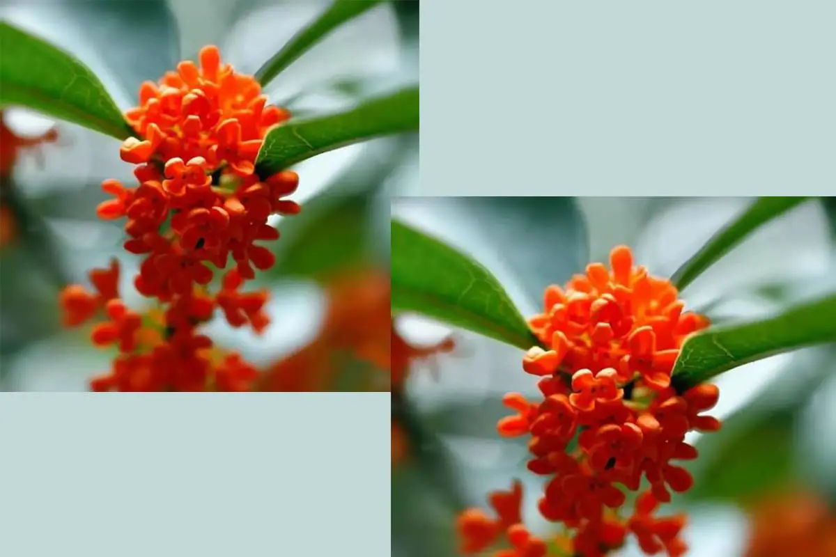 Osmanthus Fragrans 'Zhuang Yuan Hong’