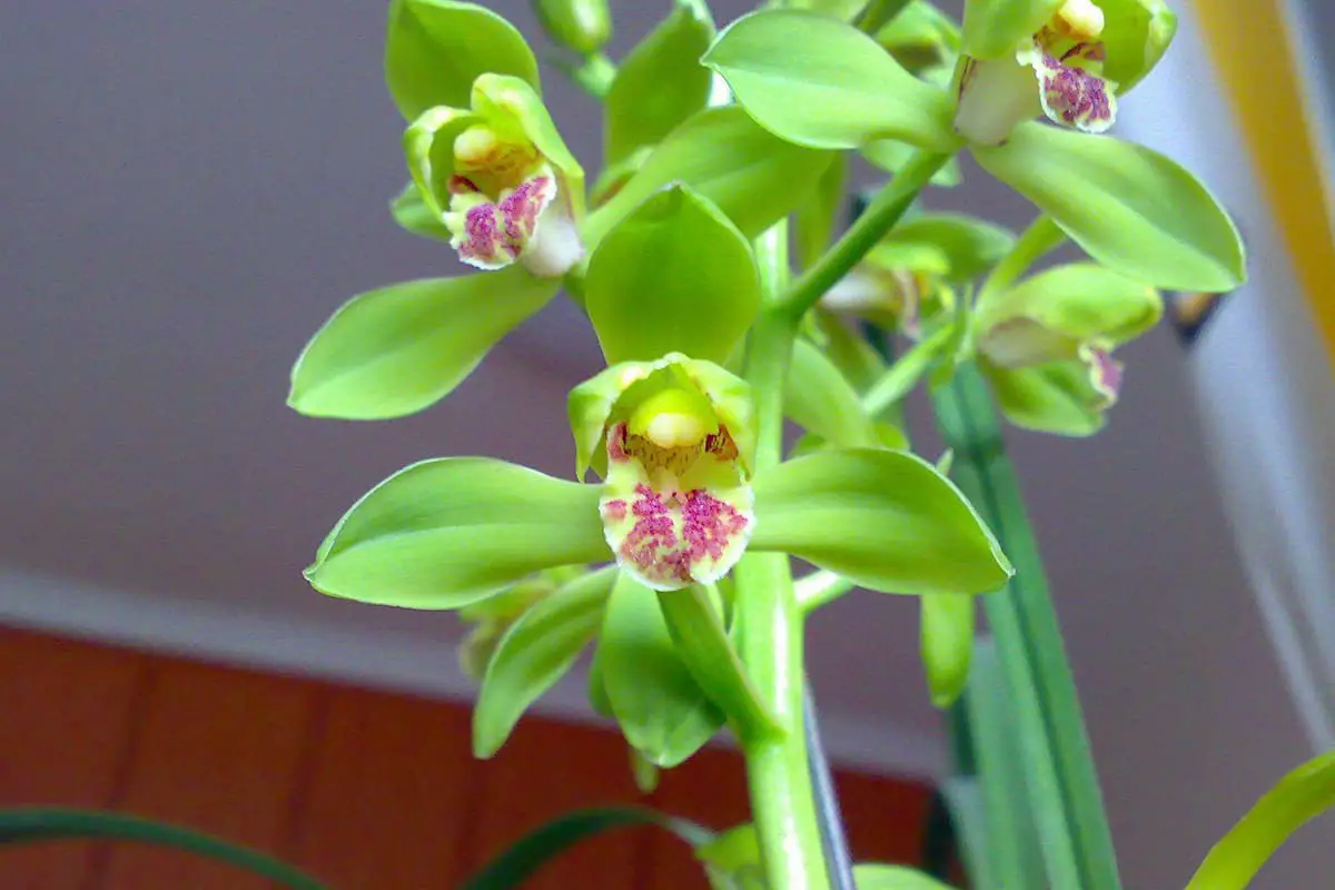 Cymbidium faberi Rolfe