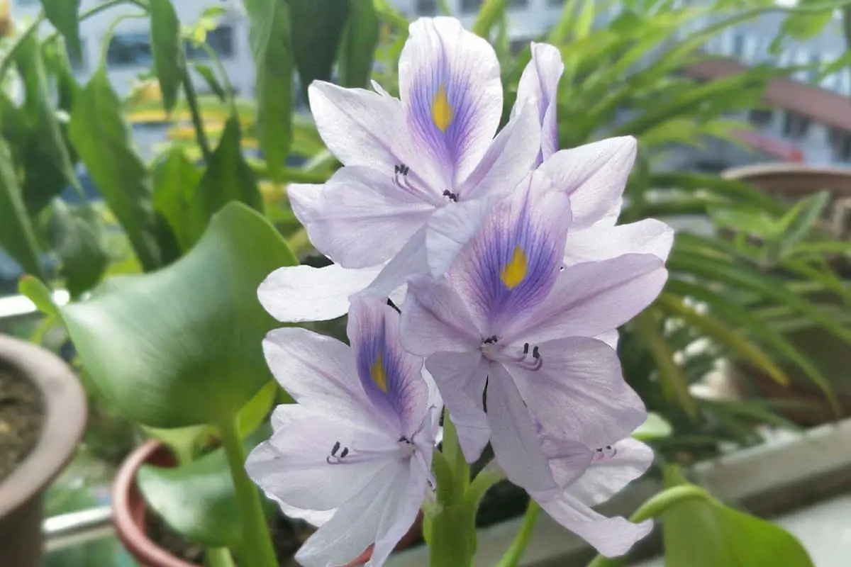 Eichhornia crassipes