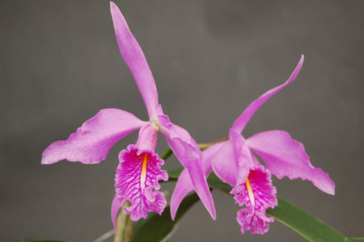 Cattleya hybrida