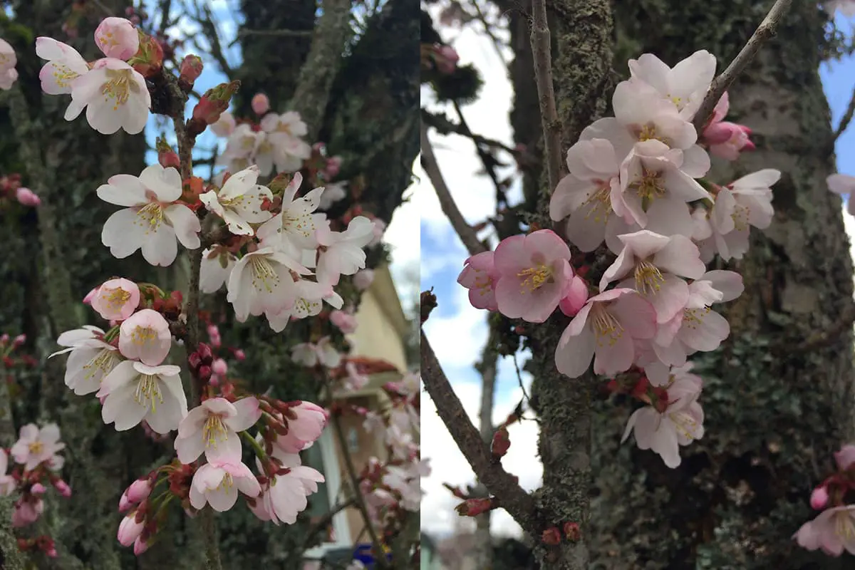Prunus sargentii Rehder