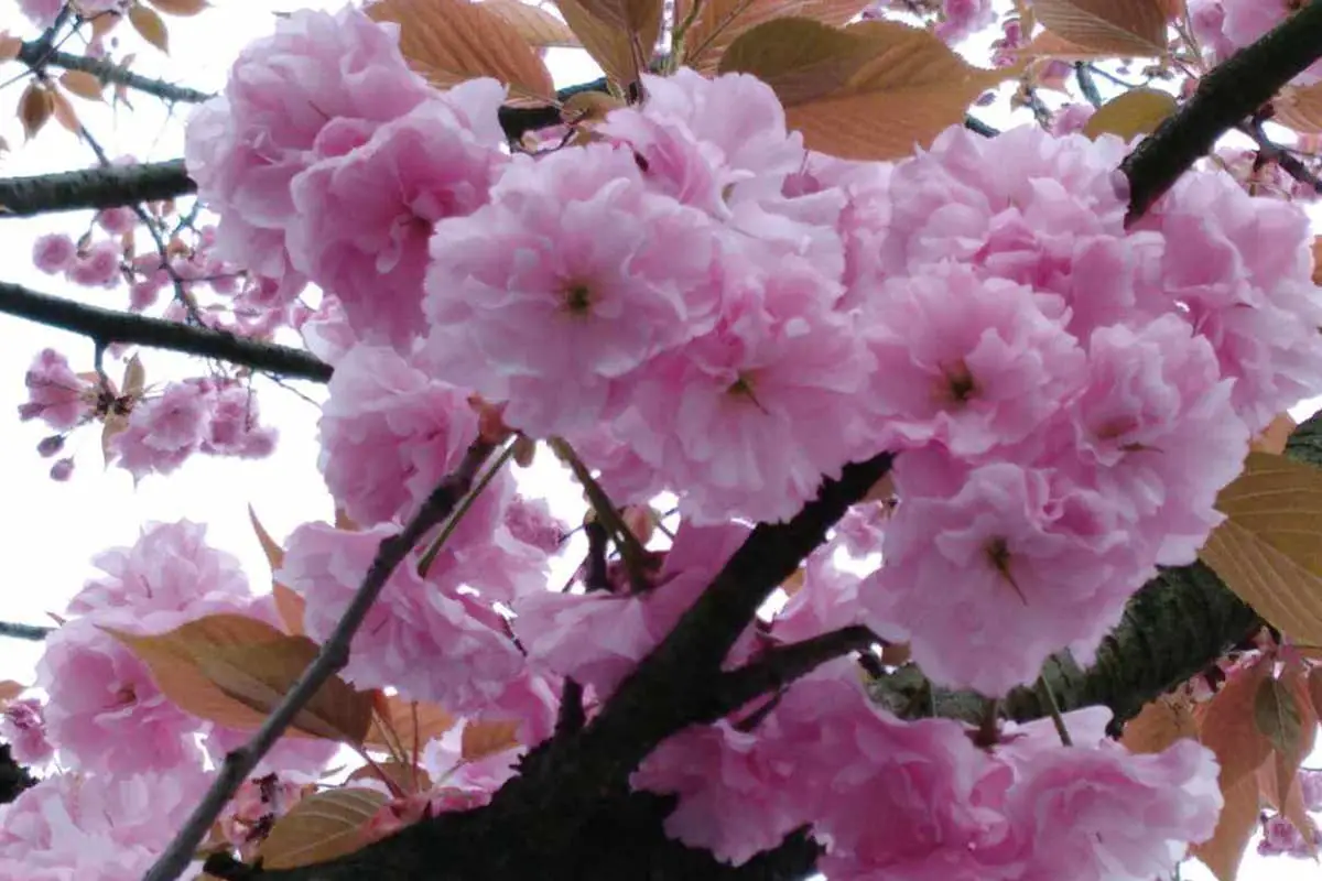 Prunus lannesiana 'alborosea'
