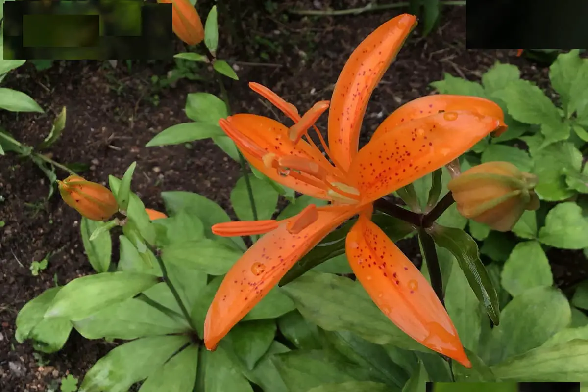 Lilium tsingtauense