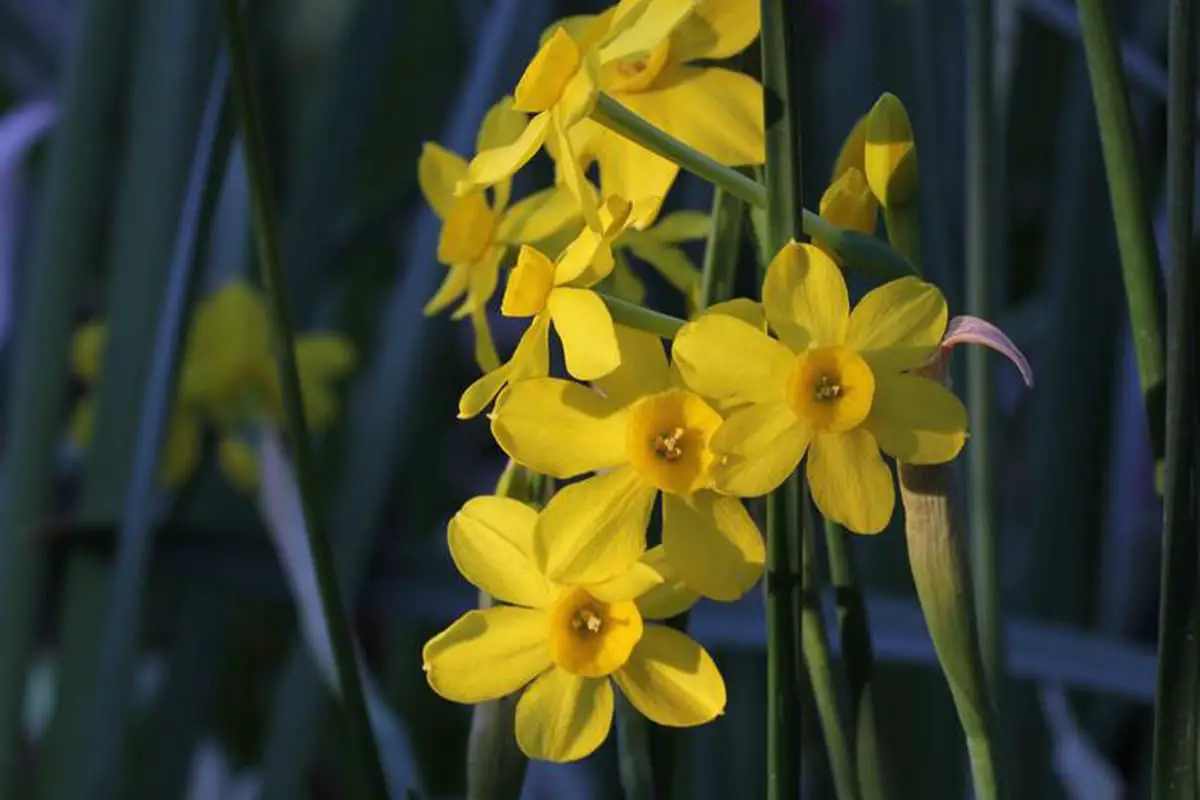 Narciso Pseudonarcissus