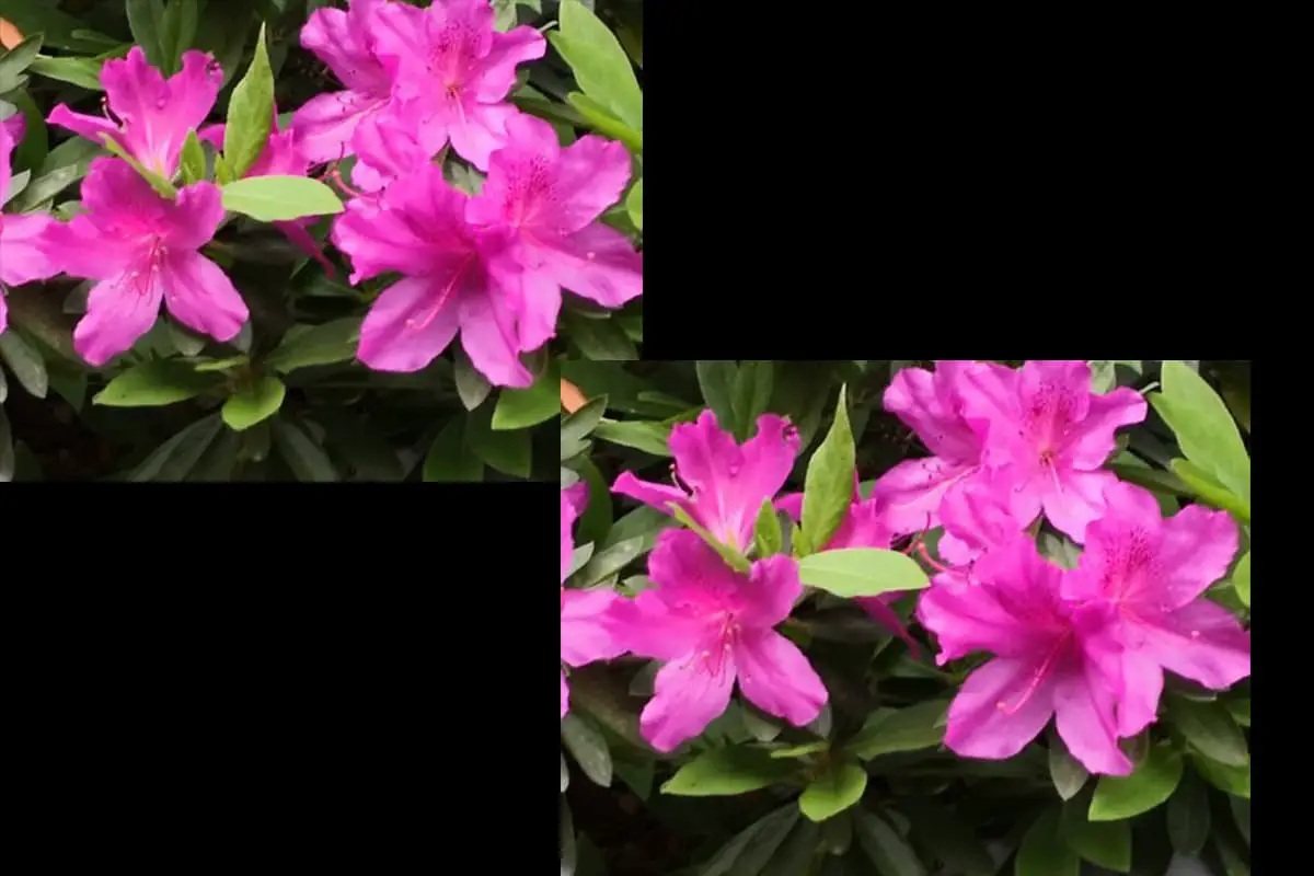 Rhododendron obtusum