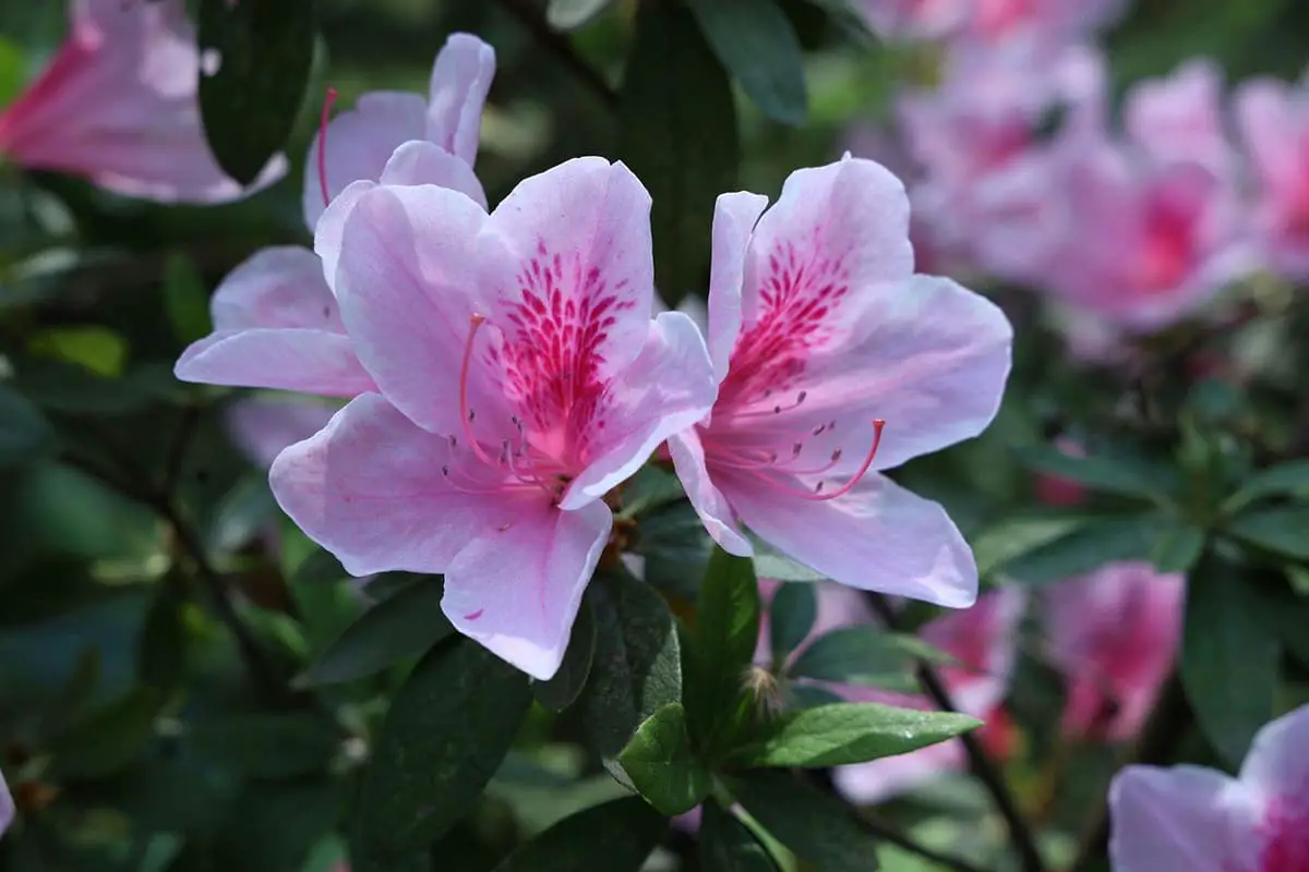 Rhododendron pulchrum