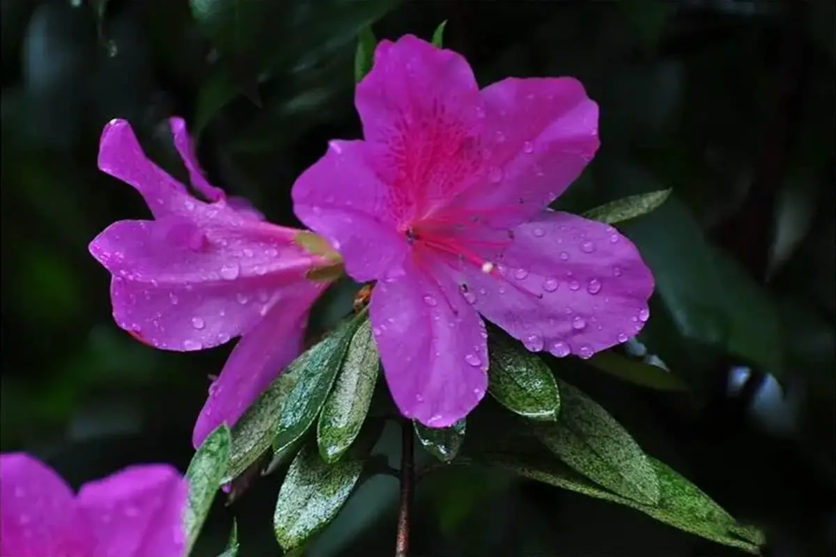 Rhododendron mucronulatum
