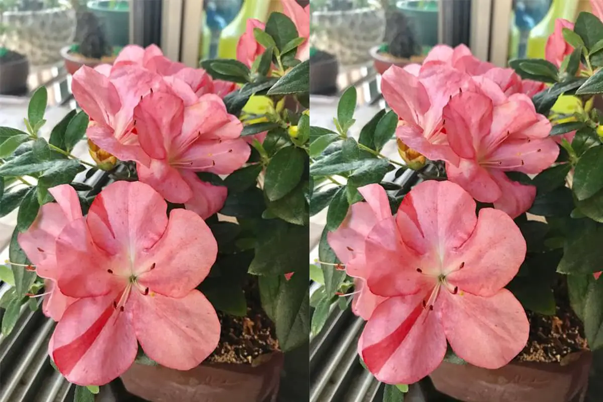Rhododendron indicum
