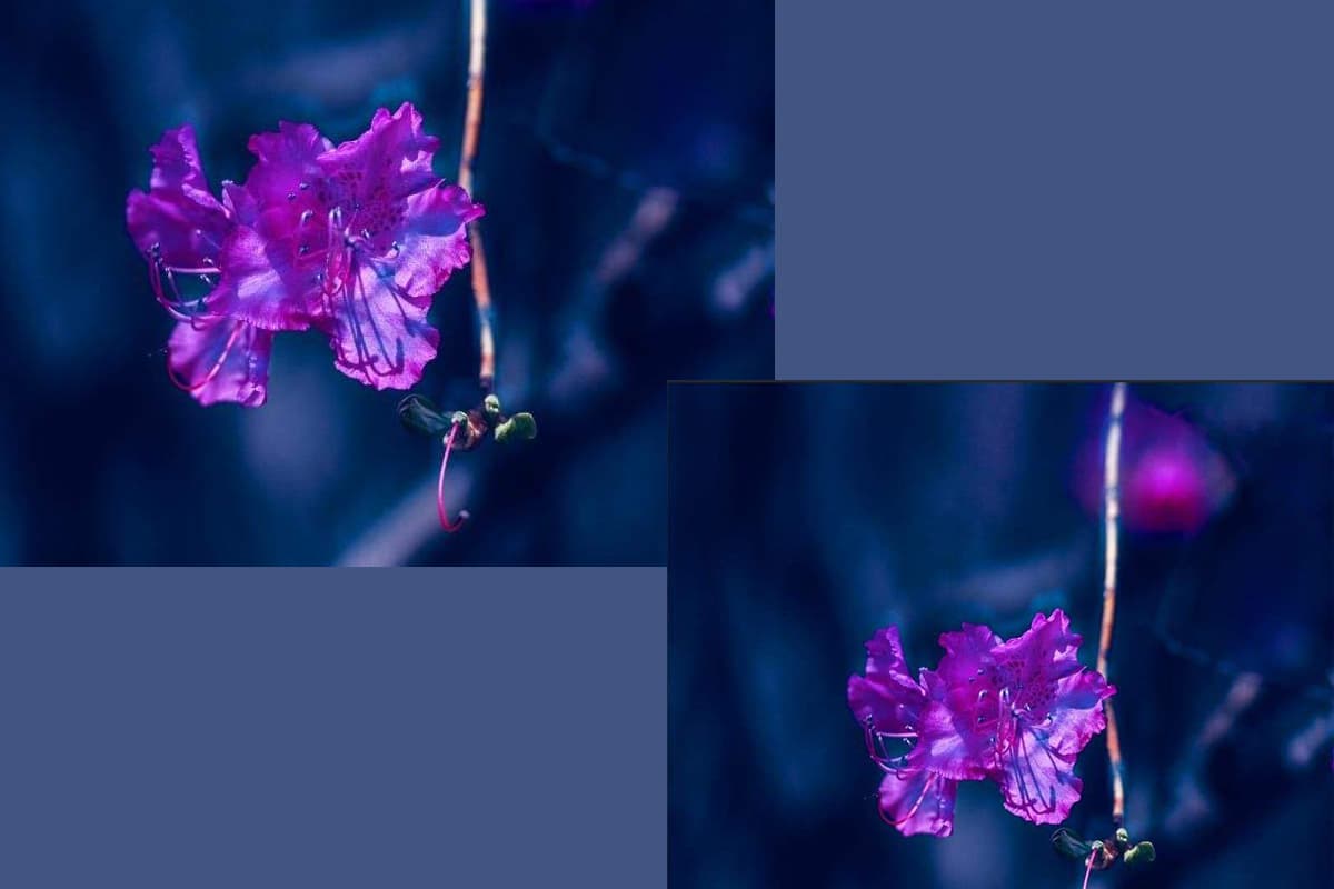 Rhododendron russatum